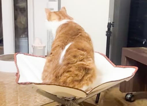 ペットのための安心ベッド